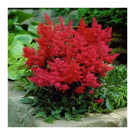 Astilbe, ārenda 'Etna' /Astilbe arendsii/ C1 kont. - JŪNIJS