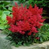 Astilbe, ārenda 'Etna' /Astilbe arendsii/ C1 kont.
