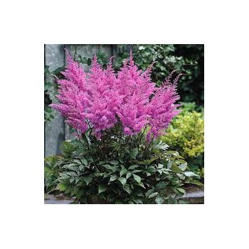 Astilbe, ārenda 'Purple Glory' /Astilbe arendsii/ C1,5 kont.