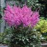Astilbe, ārenda 'Purple Glory' /Astilbe arendsii/ C1,5 kont.