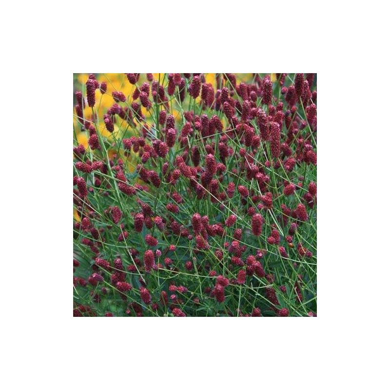 Brūnvālīte, ārstnieciskā "Tanna" /Sanguisorba officinalis/ - C2 kont.