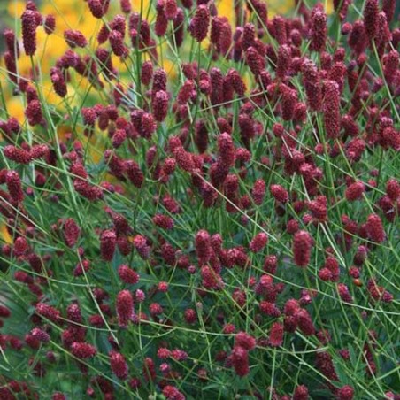 Brūnvālīte, ārstnieciskā "Tanna" /Sanguisorba officinalis/ - C2 kont.