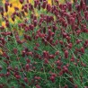 Brūnvālīte, ārstnieciskā "Tanna" /Sanguisorba officinalis/ - C2 kont.
