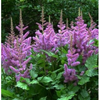 Astilbe, ārenda 'Purple...