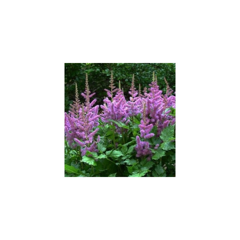 Astilbe, ārenda 'Purple Glory' /Astilbe arendsii/ C1,5 kont.