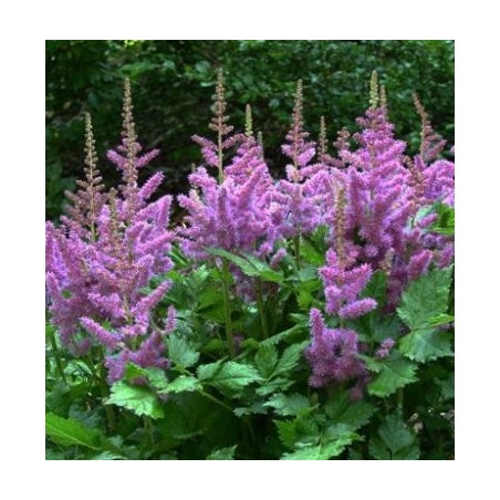 Astilbe, ārenda 'Purple Glory' /Astilbe arendsii/ C1,5 kont.