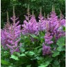 Astilbe, ārenda 'Purple Glory' /Astilbe arendsii/ C1,5 kont.