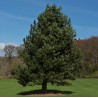 Priede, melnā /Pinus nigra/ - C2 kont.