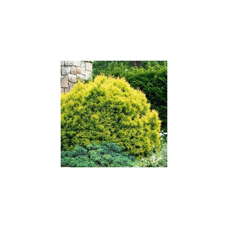 Tūja, rietumu ,,Rheingold,, /Thuja occidentalis/ - C2,5 kont.
