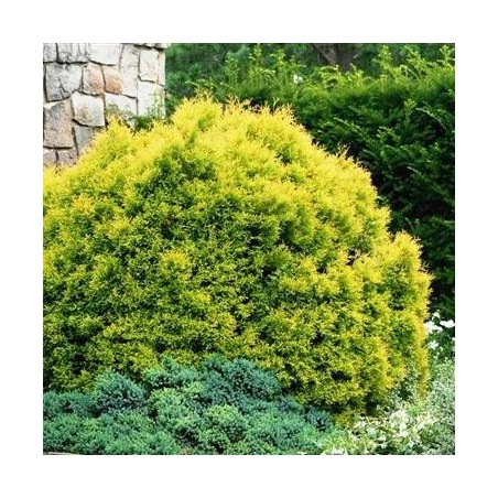 Tūja, rietumu ,,Rheingold,, /Thuja occidentalis/ - C2,5 kont.