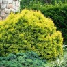 Tūja, rietumu ,,Rheingold,, /Thuja occidentalis/ - C2,5 kont.