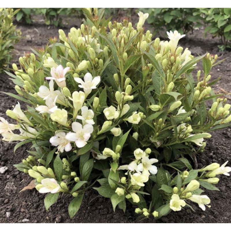 Veigela, krāšņā ,,Picobella Bianca" /Weigela florida/ - P9 kont.