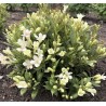 Veigela, krāšņā ,,Picobella Bianca" /Weigela florida/ - P9 kont.
