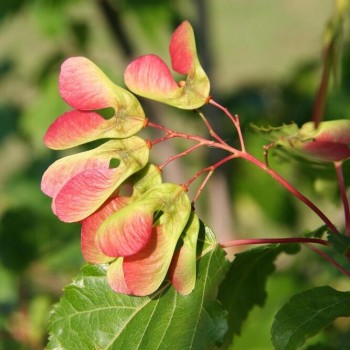 Tatārijas kļava /acer...