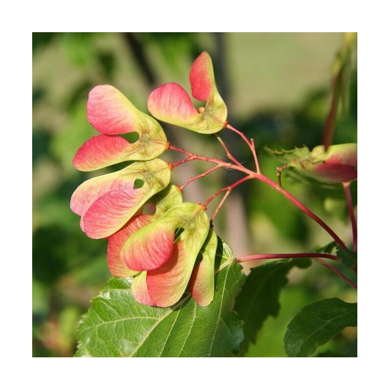 Tatārijas kļava /acer tataricum/ - 80-100cm.