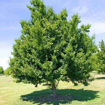 Tatārijas kļava /acer tataricum/ - 80-100cm.