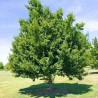 Tatārijas kļava /acer tataricum/ - 80-100cm.