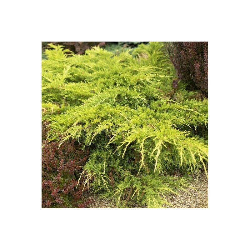 Kadiķis, ficera ,,King of spring,, /Juniperus x pfitzeriana/ - C3 kont.