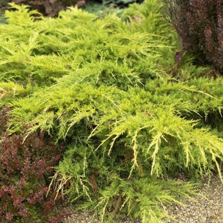 Kadiķis, ficera ,,King of spring,, /Juniperus x pfitzeriana/ - C3 kont.