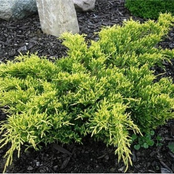 Kadiķis, ficera ,,King of spring,, /Juniperus x pfitzeriana/ - C3 kont.