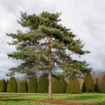 Priede, parastā /Pinus...