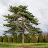 Priede, parastā /Pinus sylvestris/ - C2,5 kont. augstums 40 - 60 cm