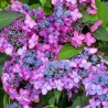 Hortenzija, robainā 'Barca' /hydrangea serrata/ - C3 kont.