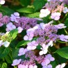 Hortenzija, robainā 'Barca' /hydrangea serrata/ - C3 kont.