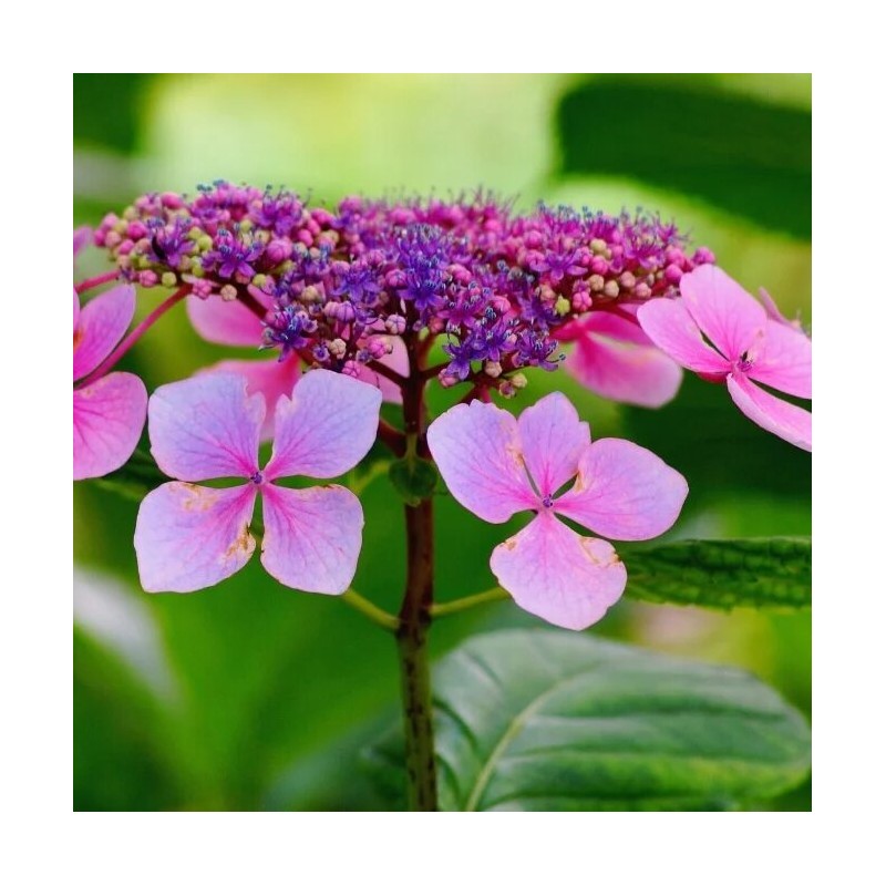Hortenzija, robainā 'Barca' /hydrangea serrata/ - C3 kont.