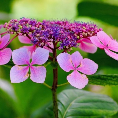 Hortenzija, robainā 'Barca' /hydrangea serrata/ - C3 kont.