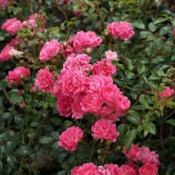 Roze, poliantroze "Pink...