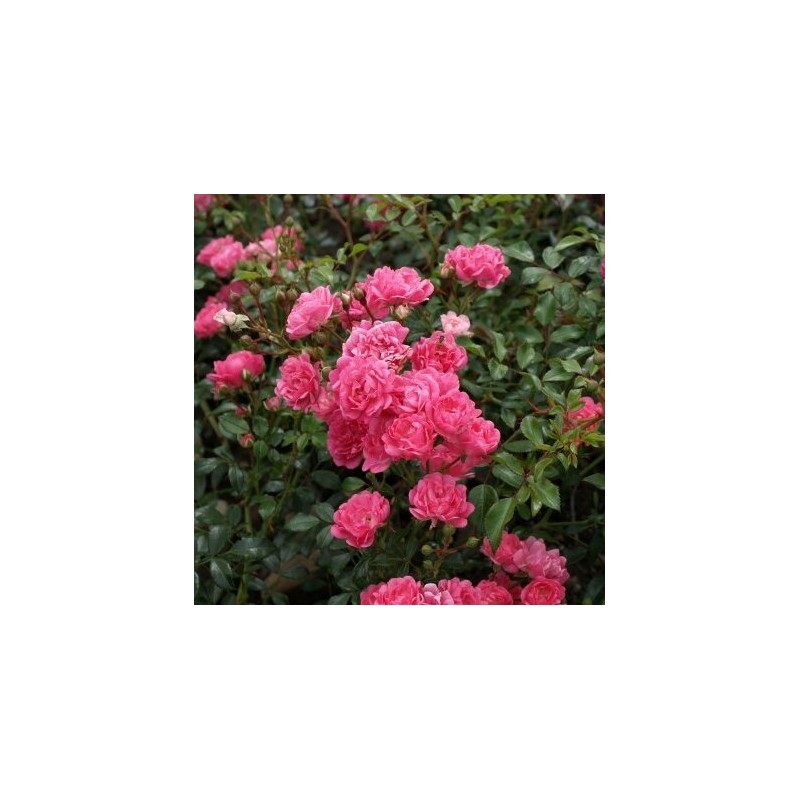 Roze, poliantroze "Pink Fairy" /rosa/ - C2,5 Kont.