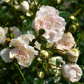 Roze, poliantroze "Swany"...
