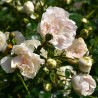 Roze, poliantroze "Swany" /rosa/ - C2,5 Kont.