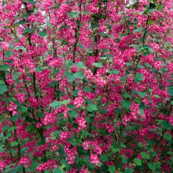 Jāņoga, ziedošā "Pulborough Scarlet" /ribes sanguineum/ - C2,5 kont.