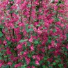 Jāņoga, ziedošā "Pulborough Scarlet" /ribes sanguineum/ - C2,5 kont.