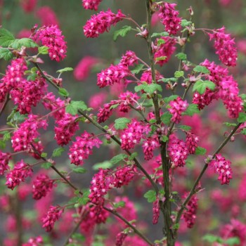 Jāņoga, ziedošā "Pulborough Scarlet" /ribes sanguineum/ - C2,5 kont.