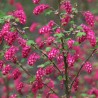 Jāņoga, ziedošā "Pulborough Scarlet" /ribes sanguineum/ - C2,5 kont.