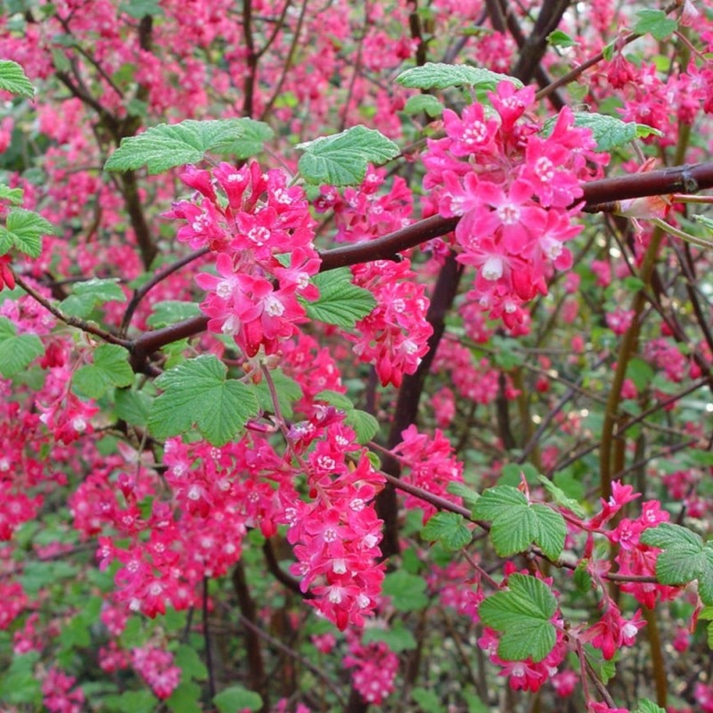 Jāņoga, ziedošā "Pulborough Scarlet" /ribes sanguineum/ - C2,5 kont.