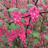 Jāņoga, ziedošā "Pulborough Scarlet" /ribes sanguineum/ - C2,5 kont.