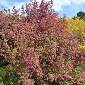 Jāņoga, ziedošā "Pulborough Scarlet" /ribes sanguineum/ - C2,5 kont.