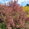 Jāņoga, ziedošā "Pulborough Scarlet" /ribes sanguineum/ - C2,5 kont.