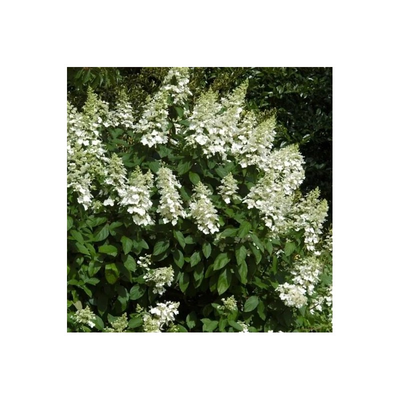 Hortenzija, skarainā ,,Great Escape,, /Hydrangea paniculata/  - C3 kont.