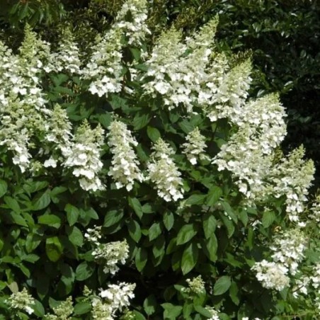 Hortenzija, skarainā ,,Great Escape,, /Hydrangea paniculata/  - C3 kont.