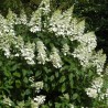 Hortenzija, skarainā ,,Great Escape,, /Hydrangea paniculata/  - C3 kont.