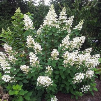 Hortenzija, skarainā ,,Great Escape,, /Hydrangea paniculata/  - C3 kont.