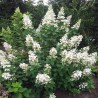 Hortenzija, skarainā ,,Great Escape,, /Hydrangea paniculata/  - C3 kont.