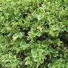Buksis, mūžzaļais "Aureovariegata" /buxus sempervirens/ C2 kont.
