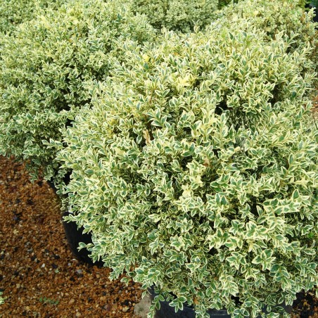 Buksis, mūžzaļais "Aureovariegata" /buxus sempervirens/ C2 kont.