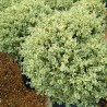 Buksis, mūžzaļais "Aureovariegata" /buxus sempervirens/ C2 kont.